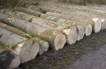 Gỗ tần bì là một loại gỗ tự nhiên rất được ưa chuộng trên thị trường sản xuất và thi công nội thất